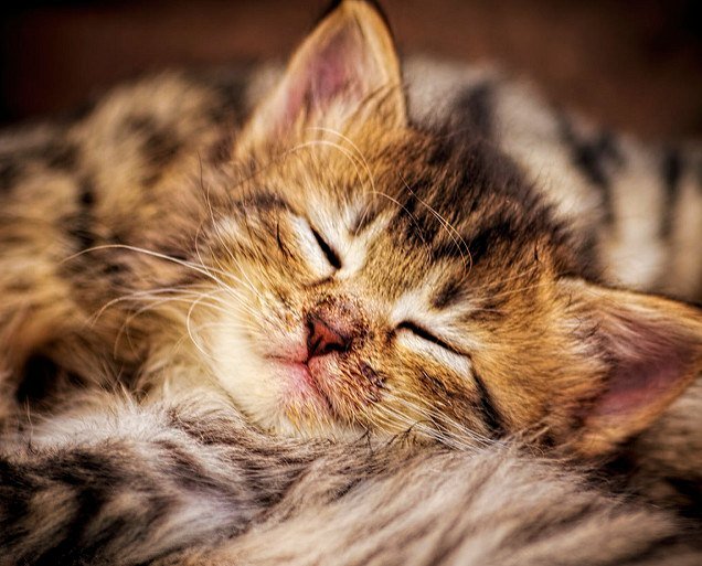 Real sleeping kitten. Photo by: Mike Sinko